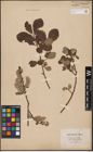 Foto von Salix aurita L. x Salix caprea L.